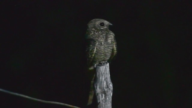 Plain Nightjar - ML207591121