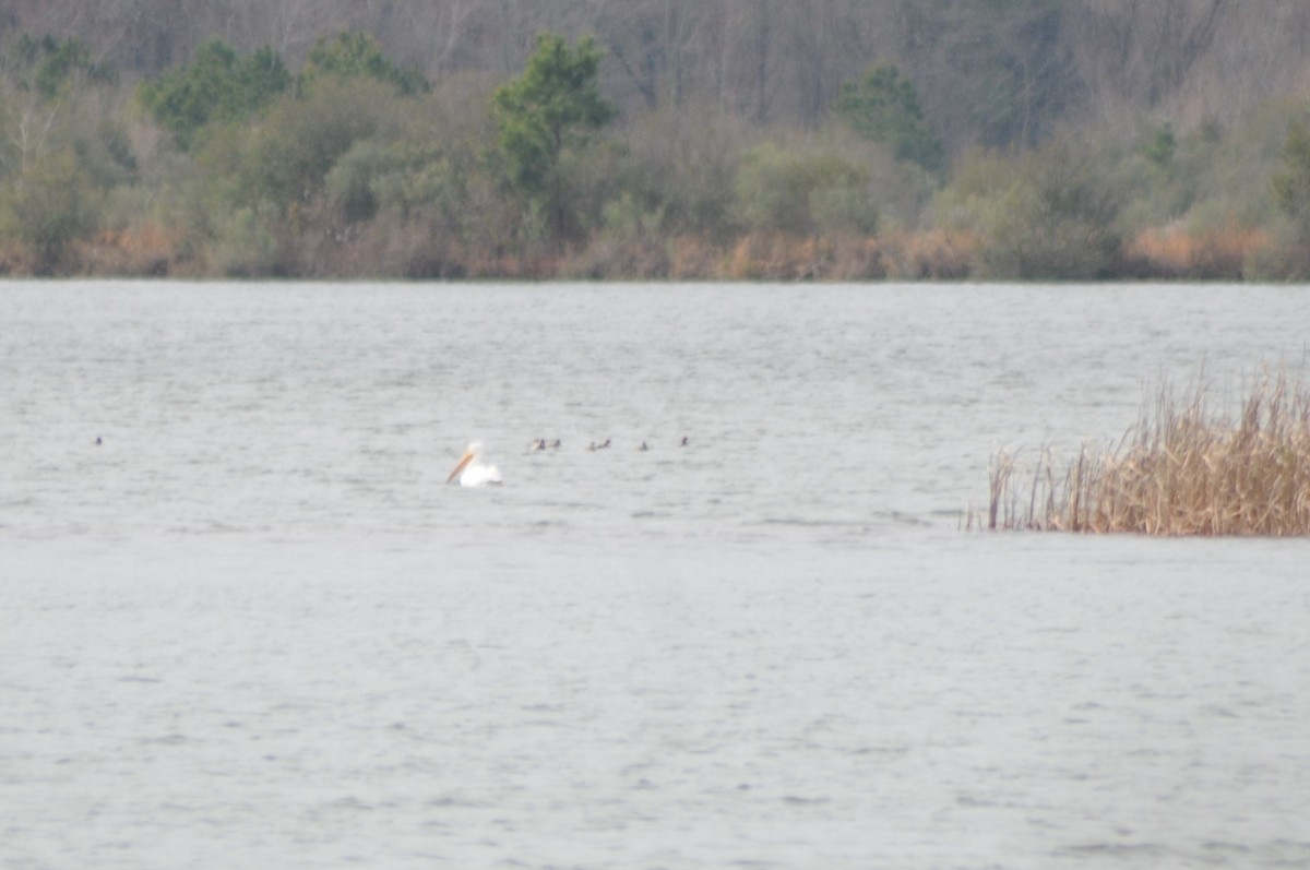 Nashornpelikan - ML207591201