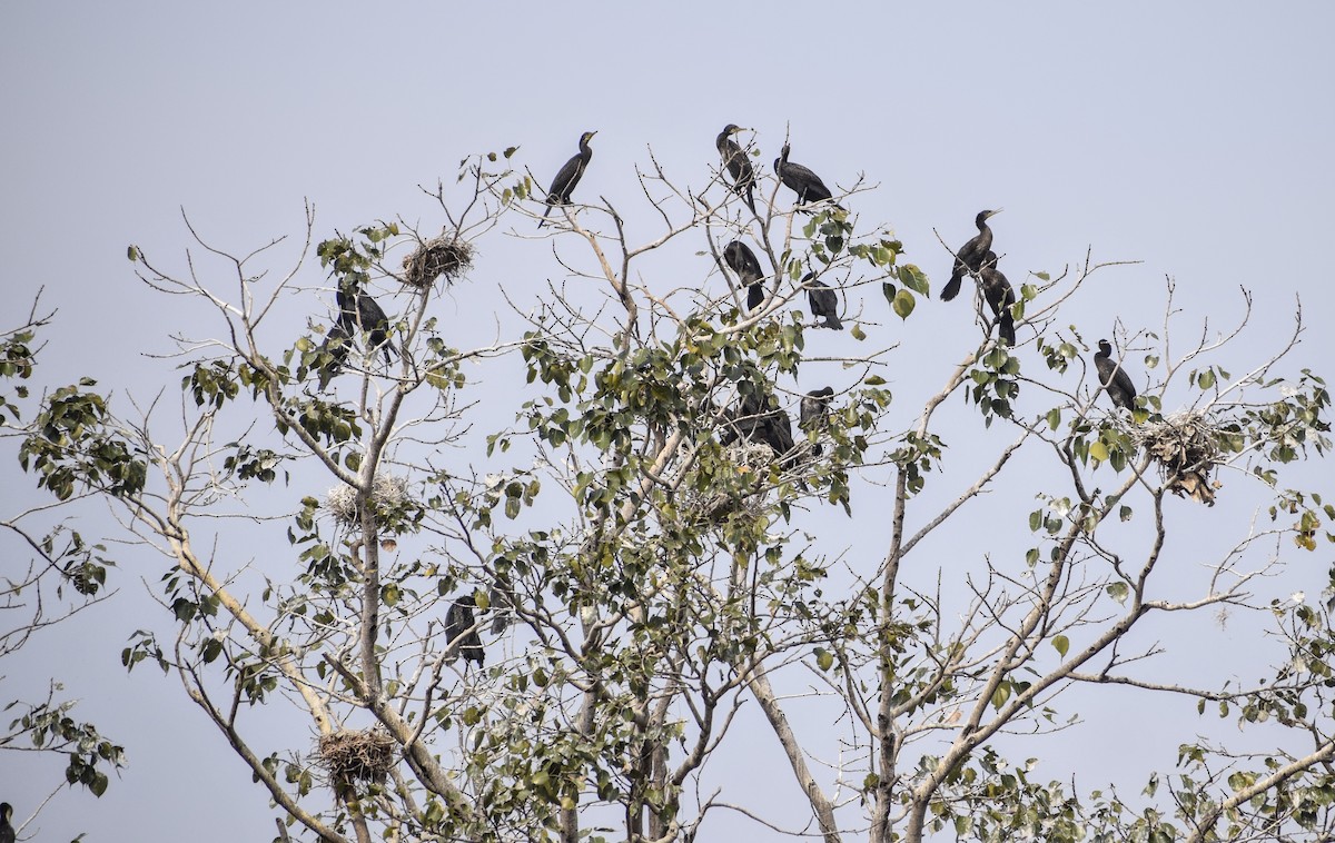 Indian Cormorant - Jageshwer verma