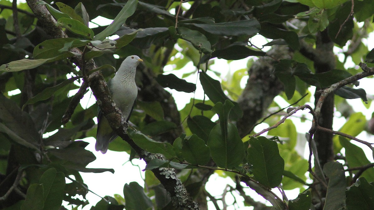 Gray-green Fruit-Dove - Daniel Jauvin
