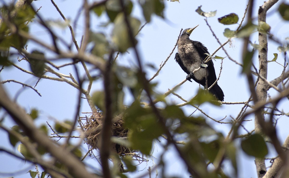 Indian Cormorant - ML207592991