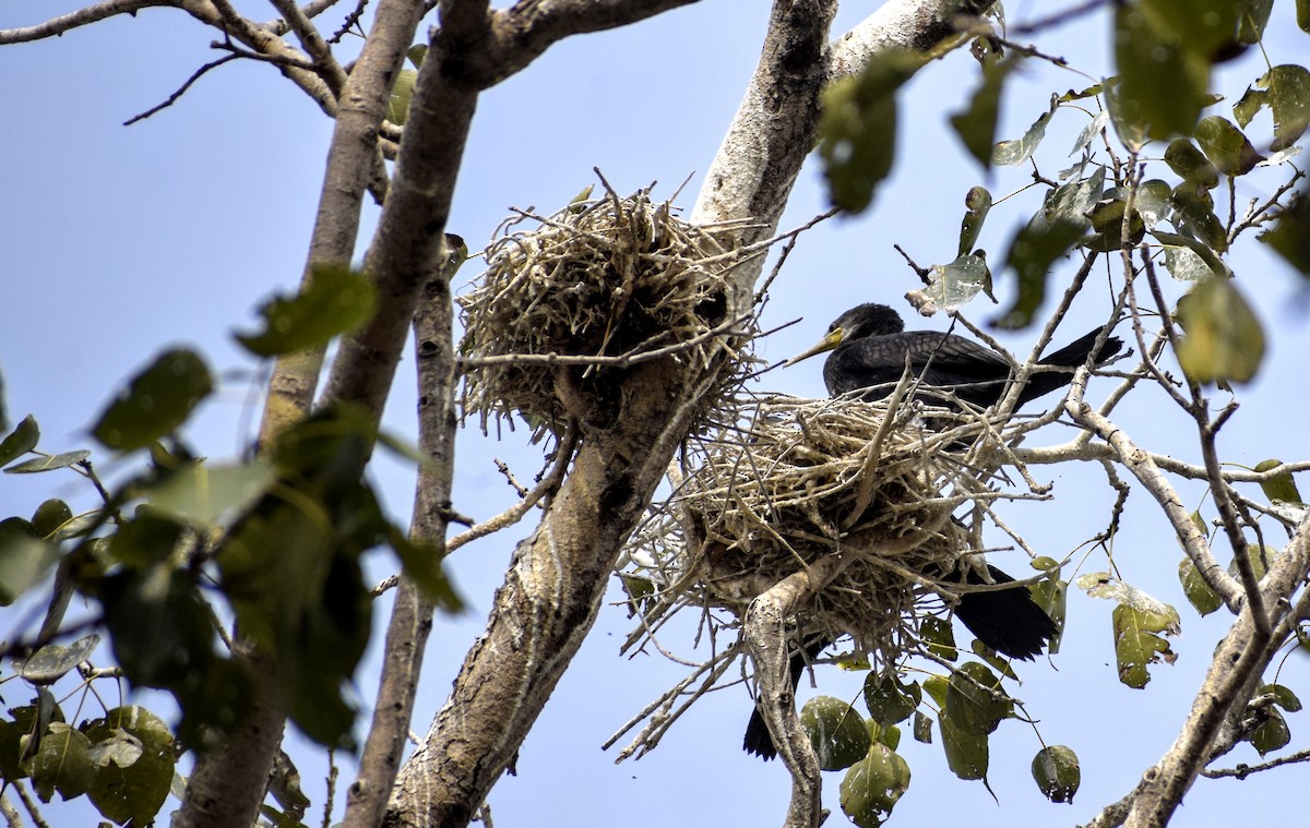 Indian Cormorant - Jageshwer verma