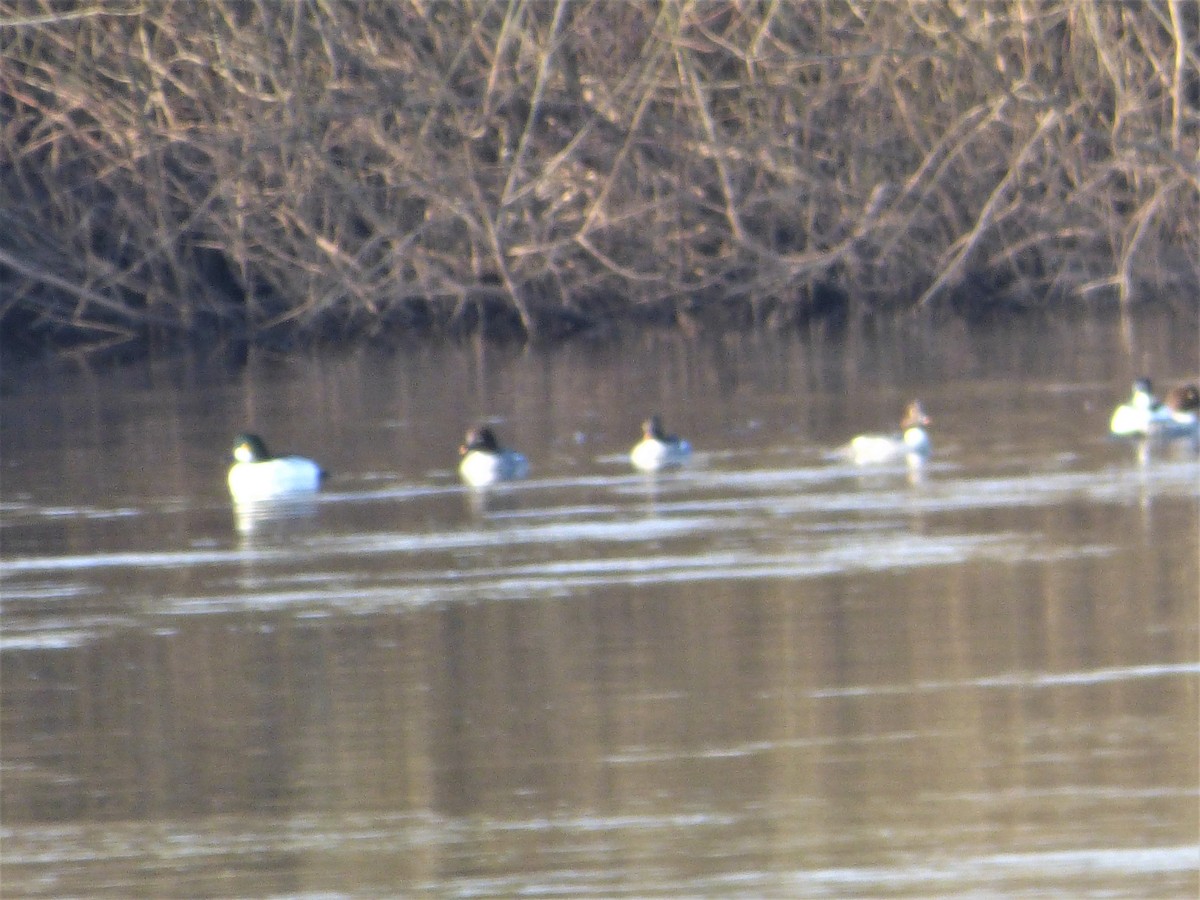 Common Merganser - Mike Tuer