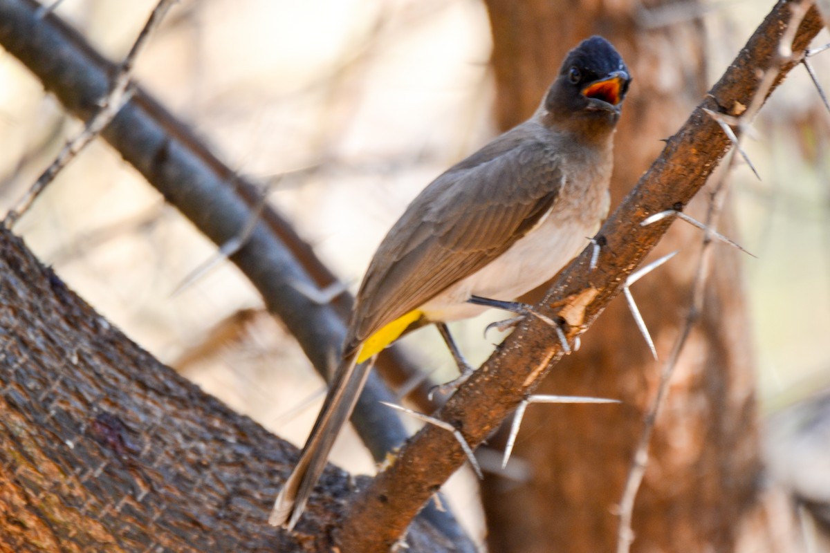 Common Bulbul - ML207596121