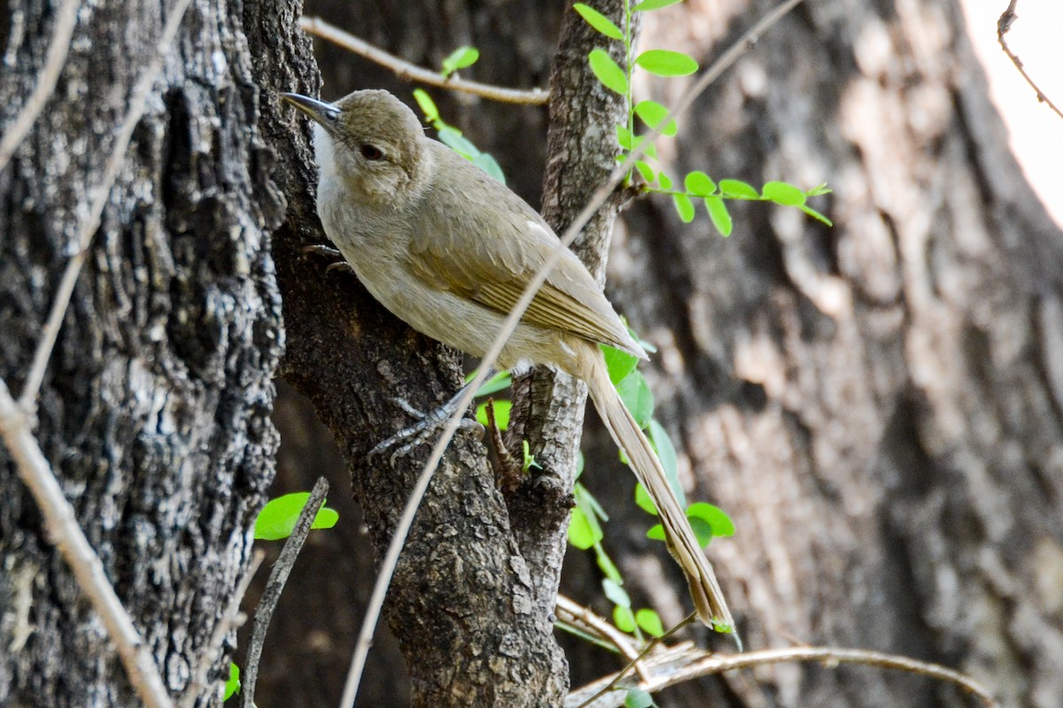 Terrestrial Brownbul - ML207596321