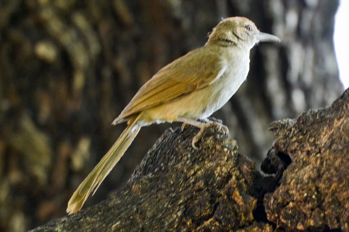 Terrestrial Brownbul - ML207596421