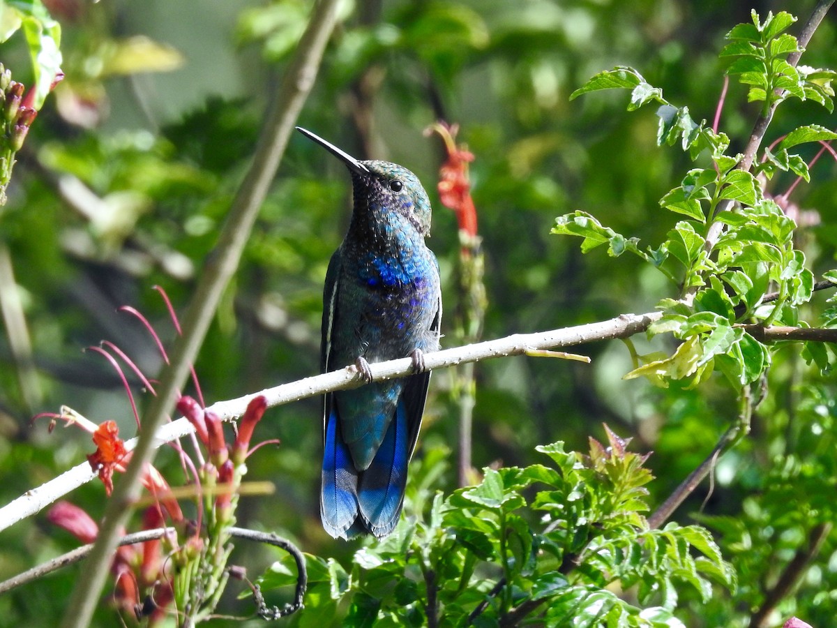 kolibřík modrolící - ML207600371