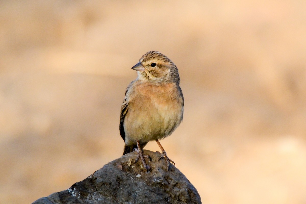 Lark-like Bunting - ML207601271