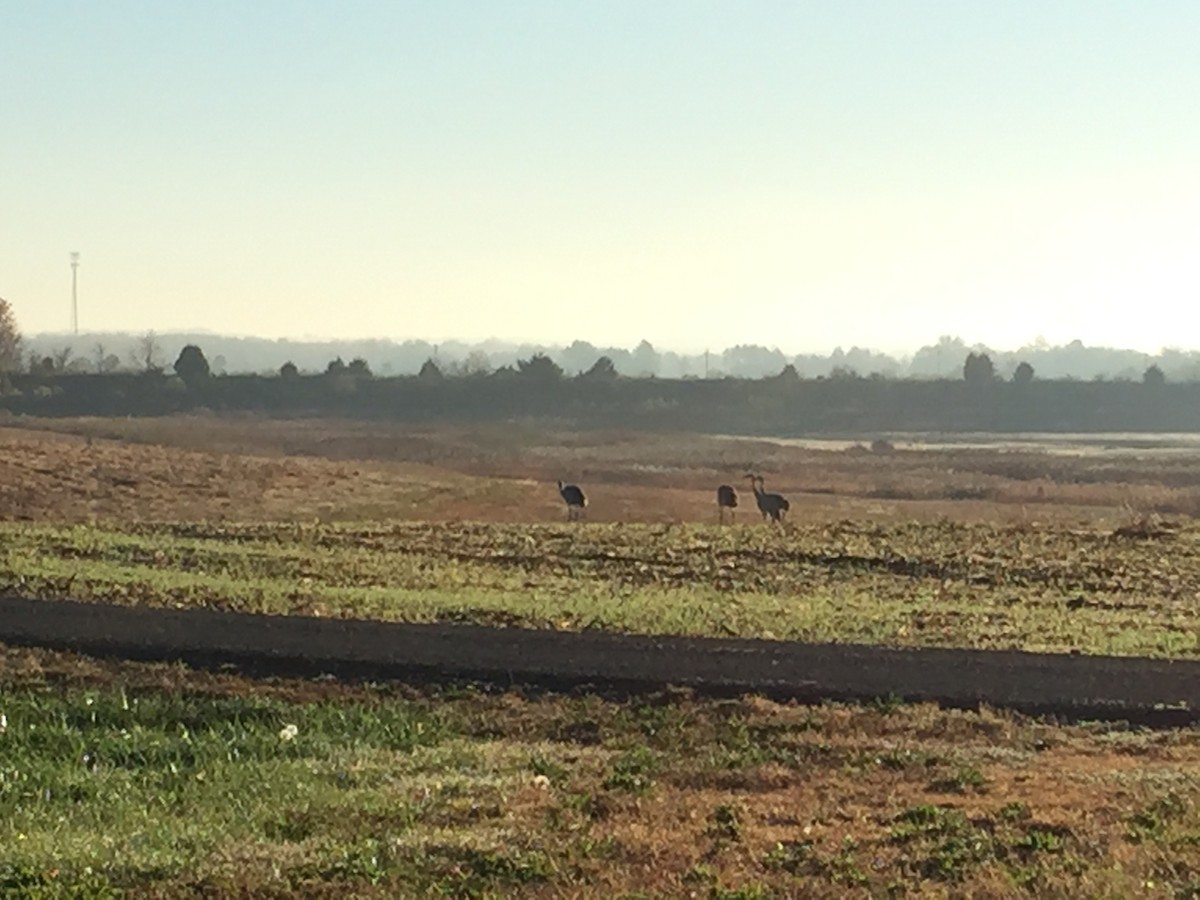 jeřáb kanadský - ML20760141