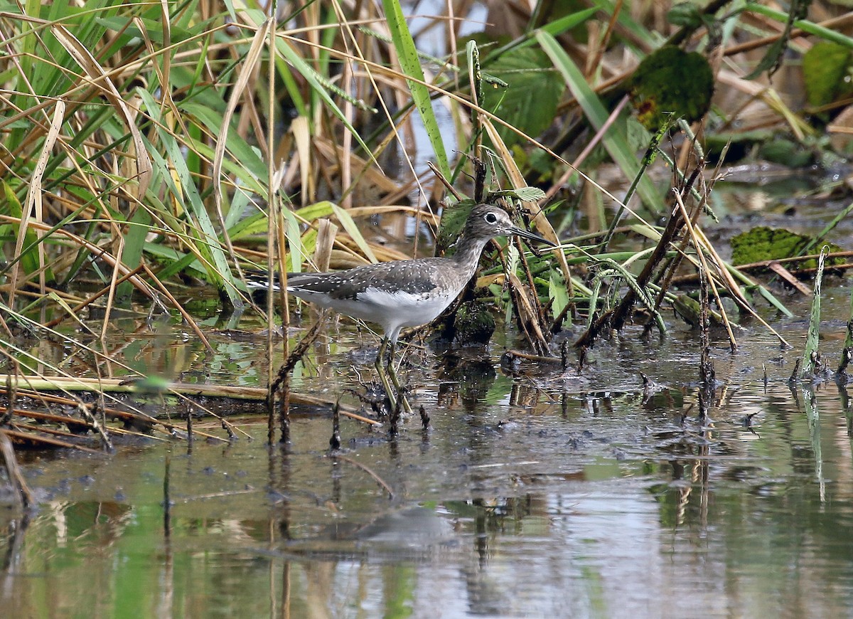 Solitary Sandpiper - ML207601551