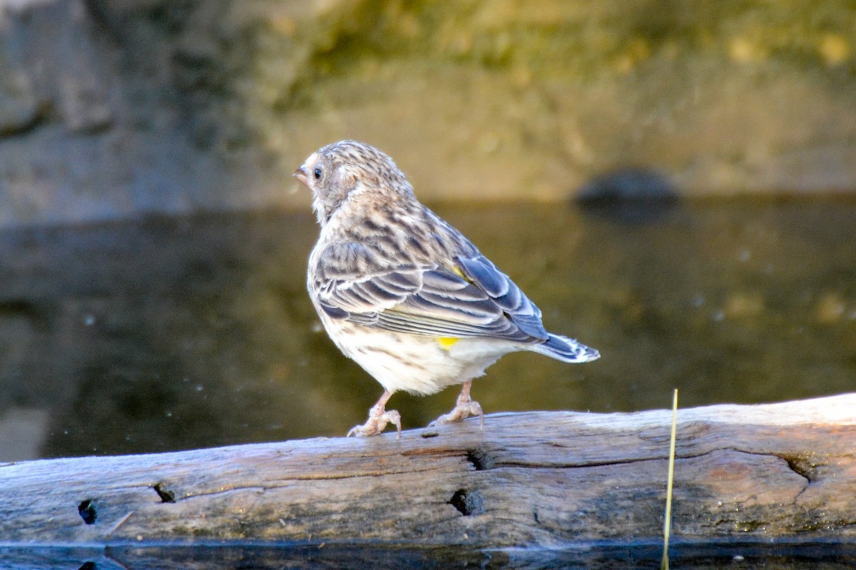 Black-throated Canary - ML207601731