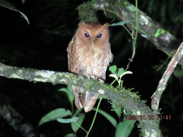 Rufescent Screech-Owl - ML207602241