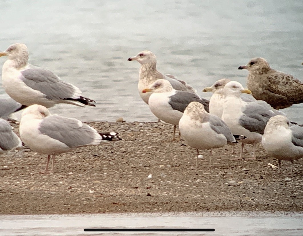 Lesser Black-backed Gull - ML207607371