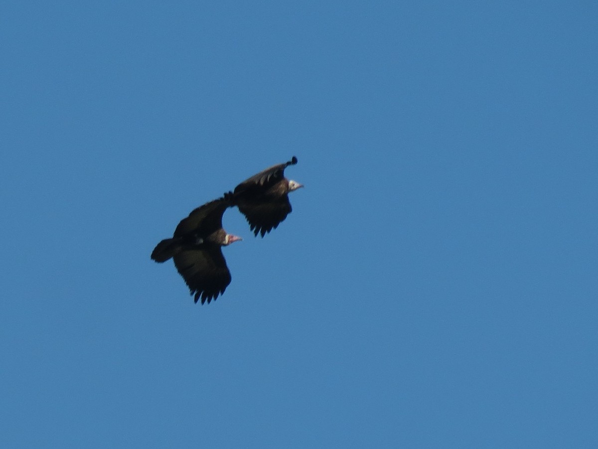 Hooded Vulture - ML207608881