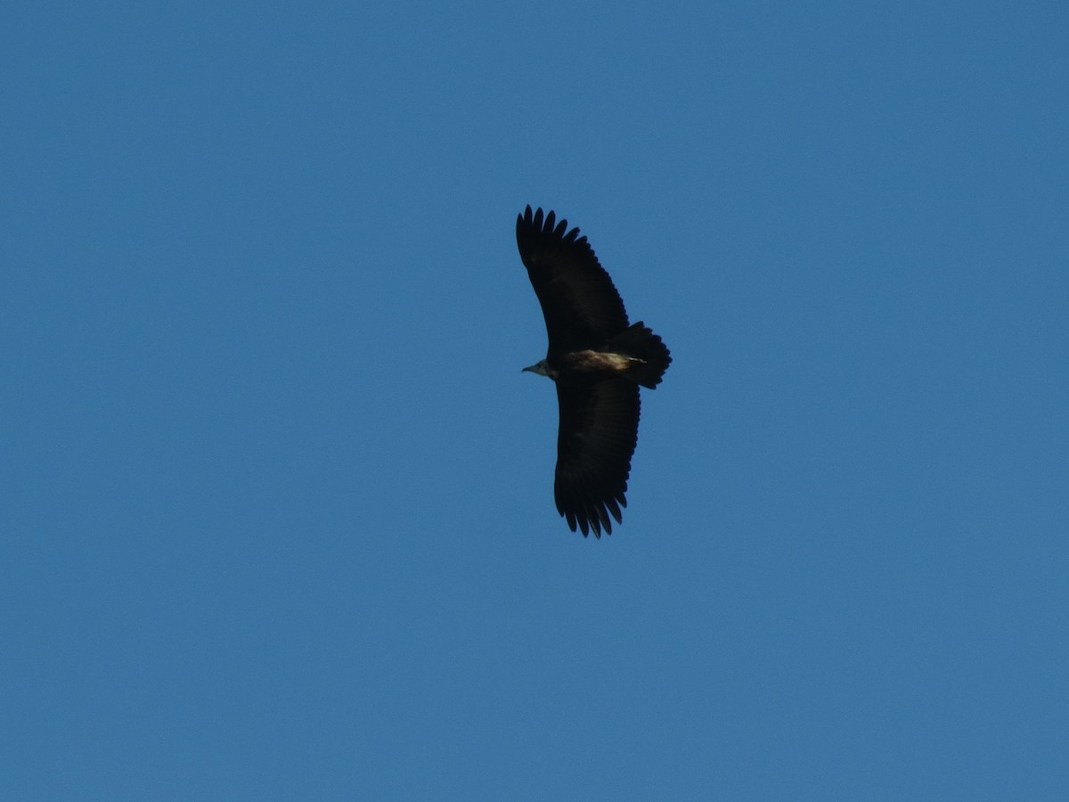 Hooded Vulture - ML207608911