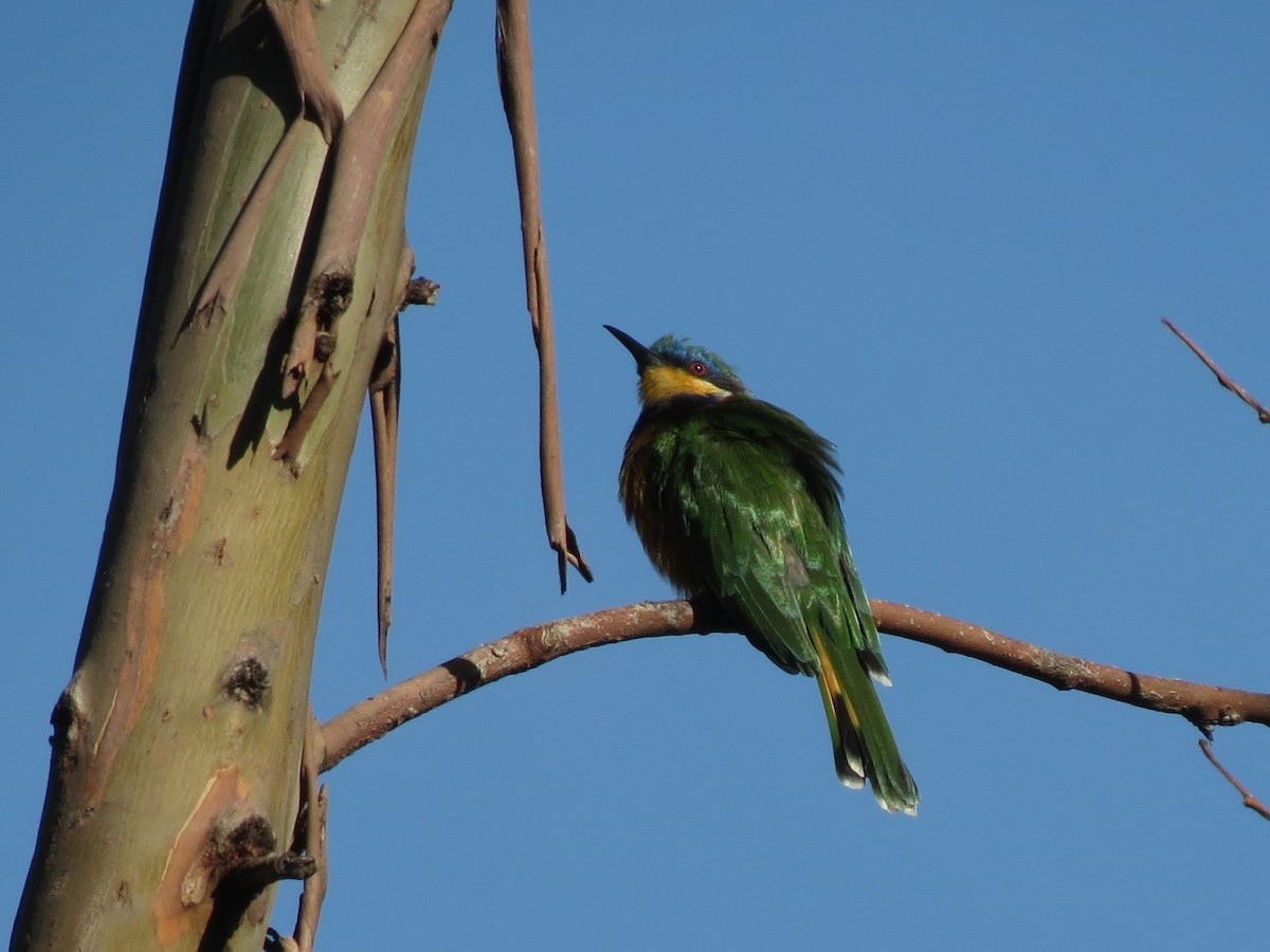 Ethiopian Bee-eater - ML207609051