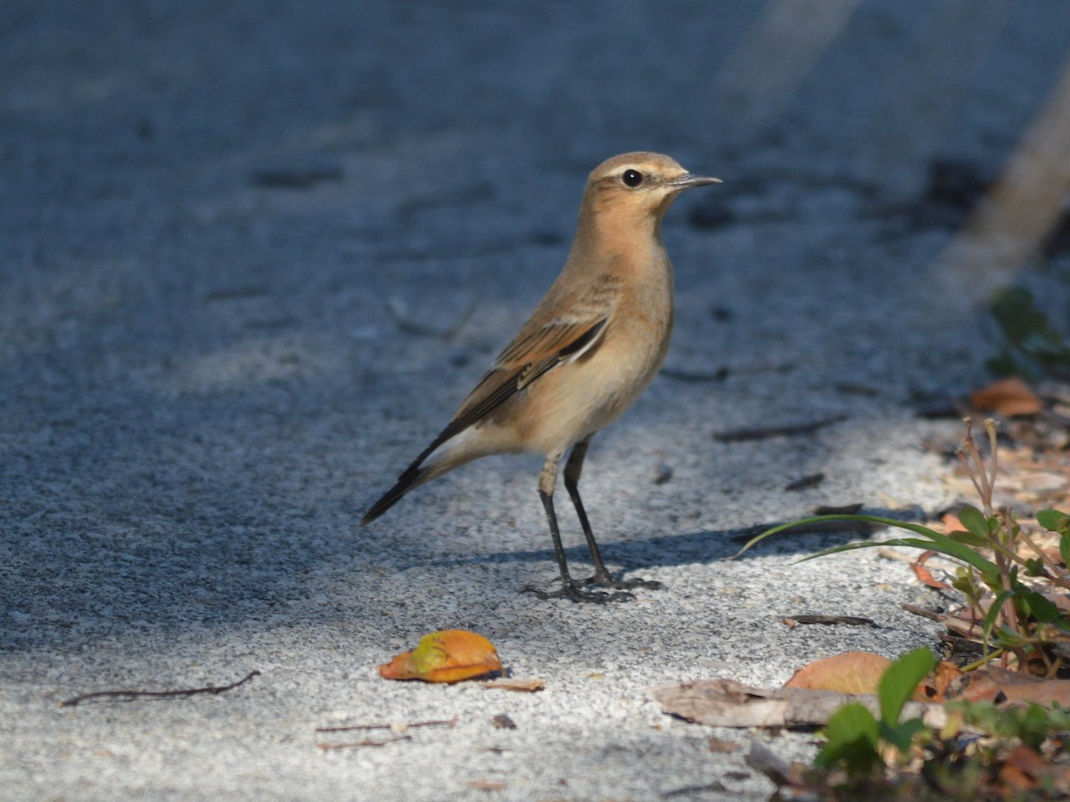 Northern Wheatear - ML20760961