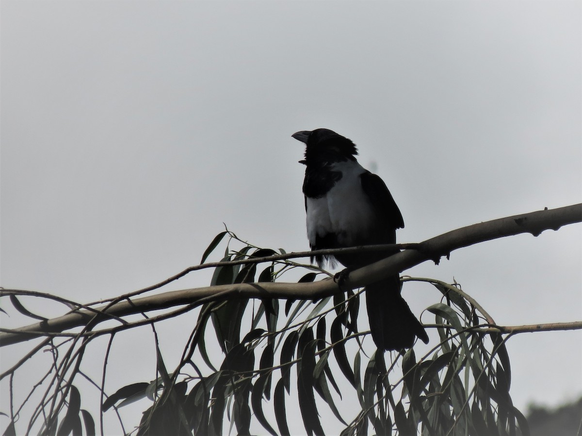 Pied Crow - ML207609841