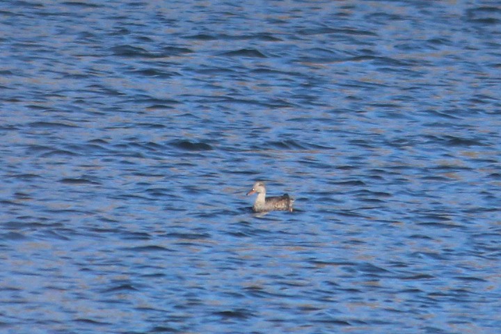 Gadwall - ML20761001