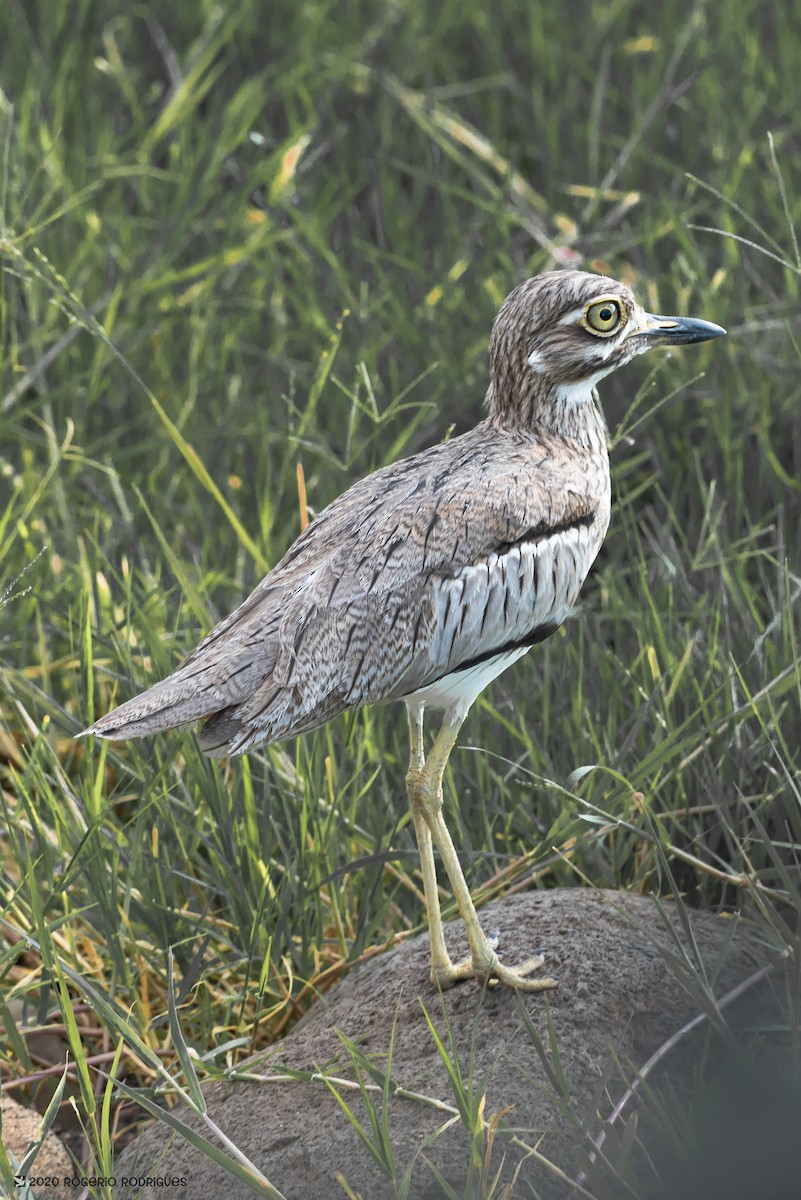 Water Thick-knee - ML207610091