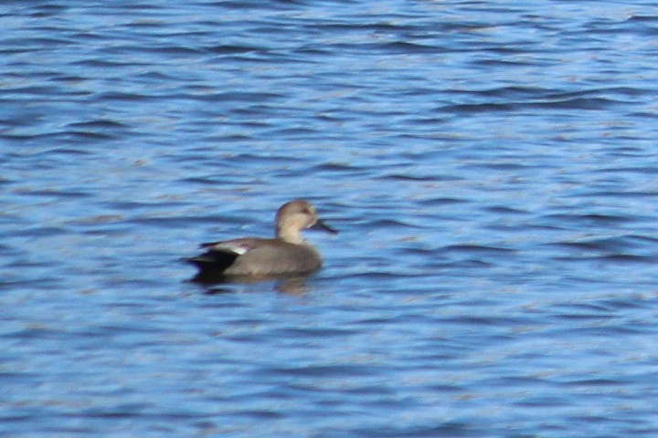 Gadwall - Charlotte Croshaw