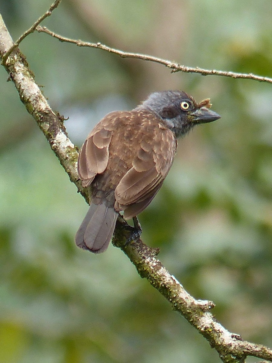 Gray-throated Barbet - Jenny Bowman