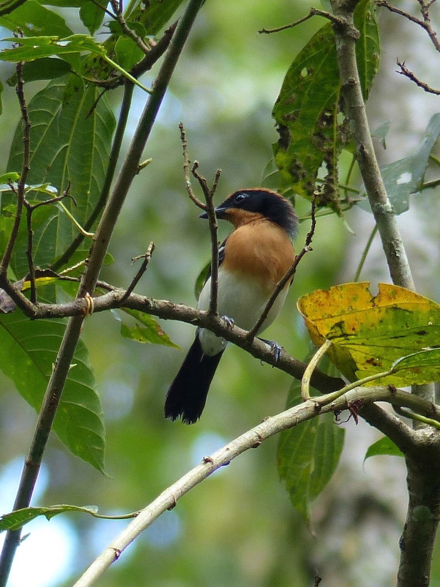 Lühder's Bushshrike - ML207610711