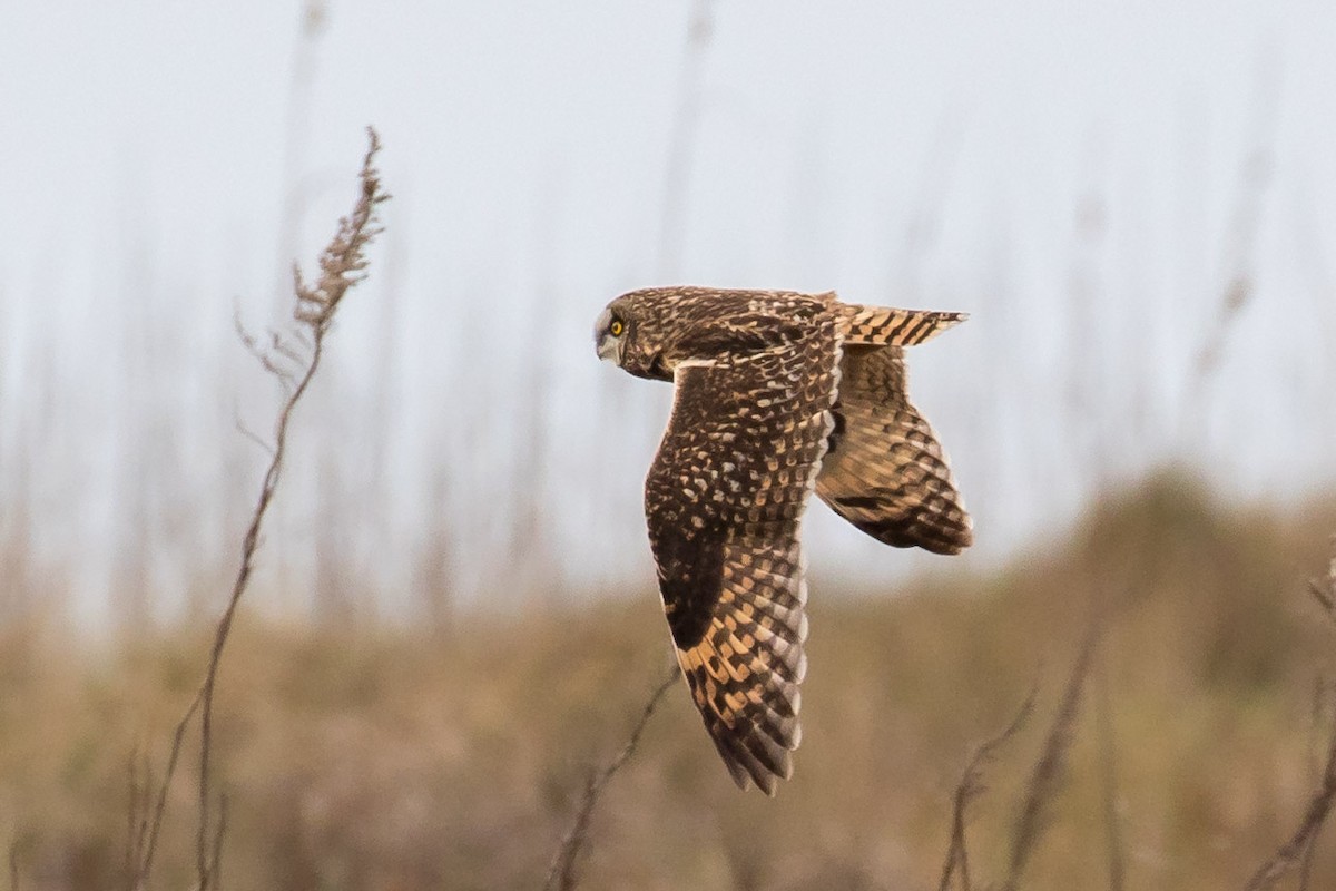 Short-eared Owl - Brett Hoffman