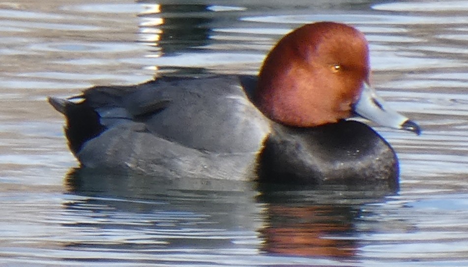 Redhead - ML207612001