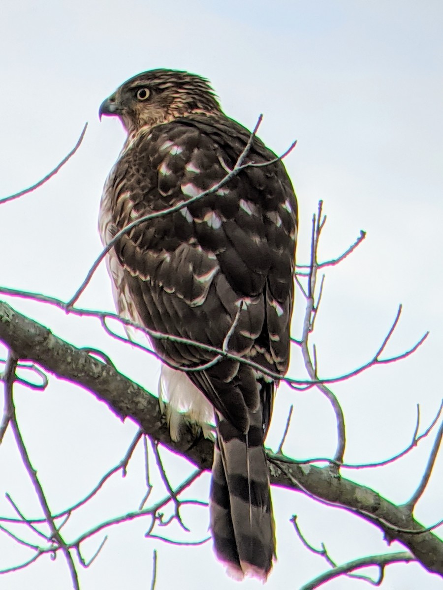 Cooper's Hawk - ML207612611