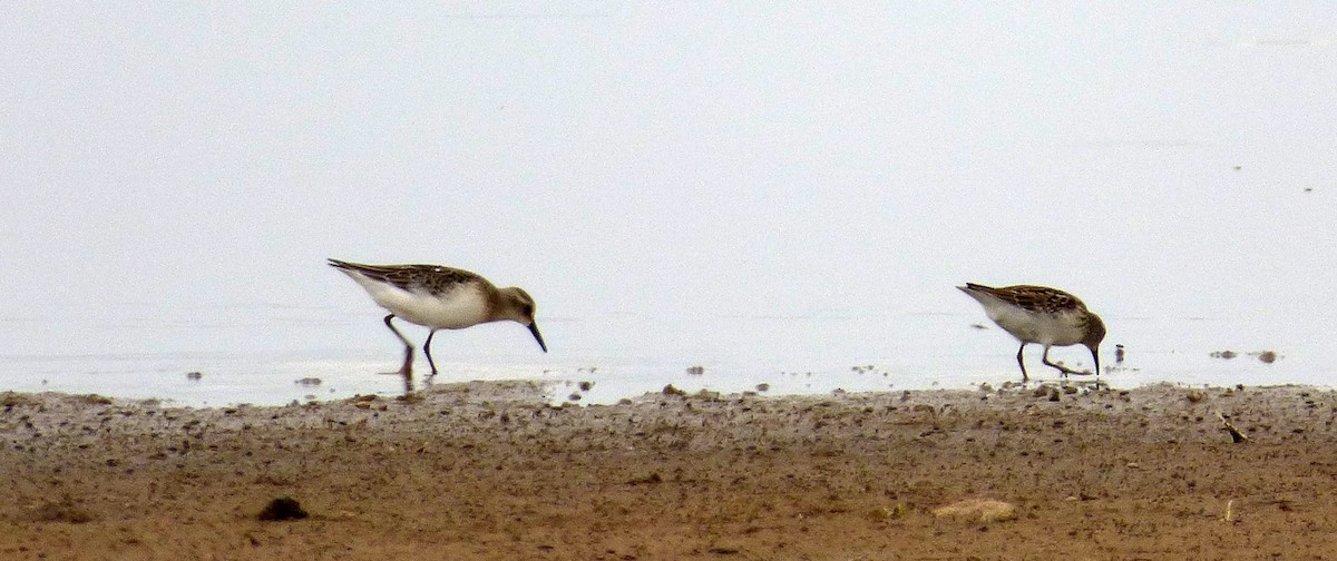 Baird's Sandpiper - ML20761431