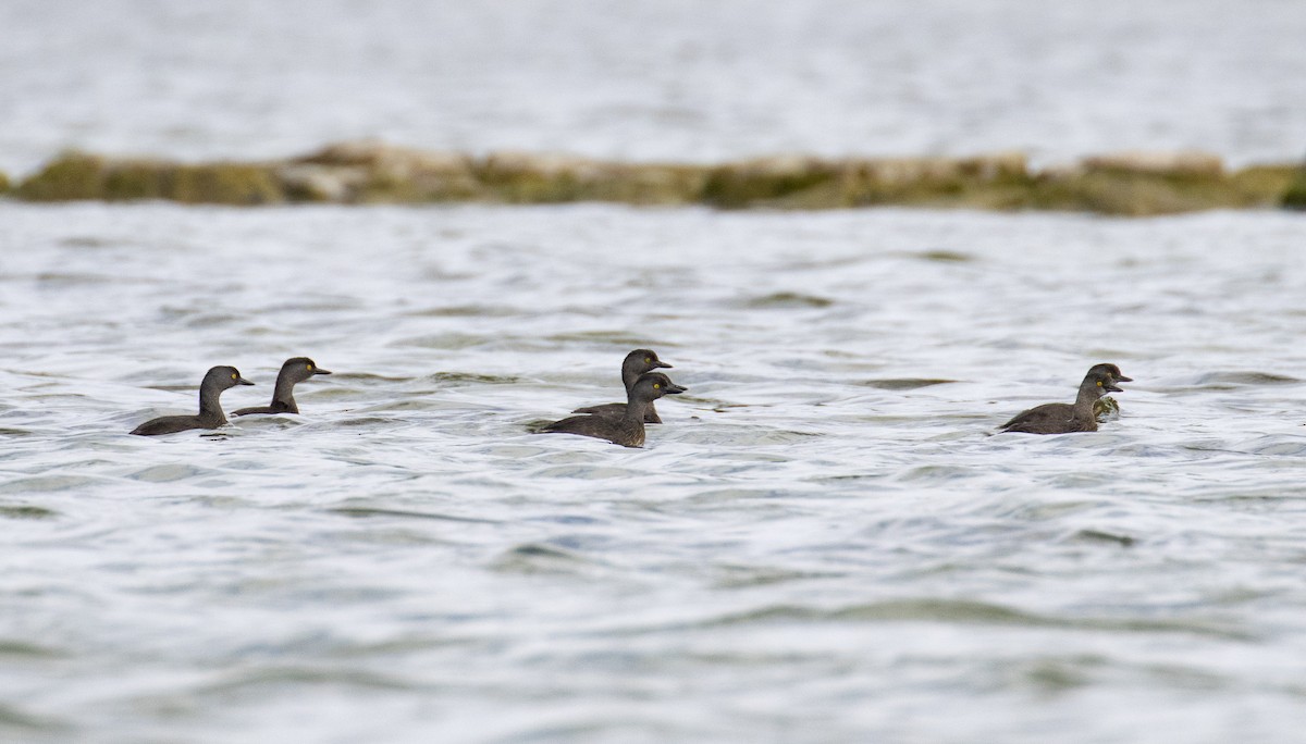 Least Grebe - ML207615391