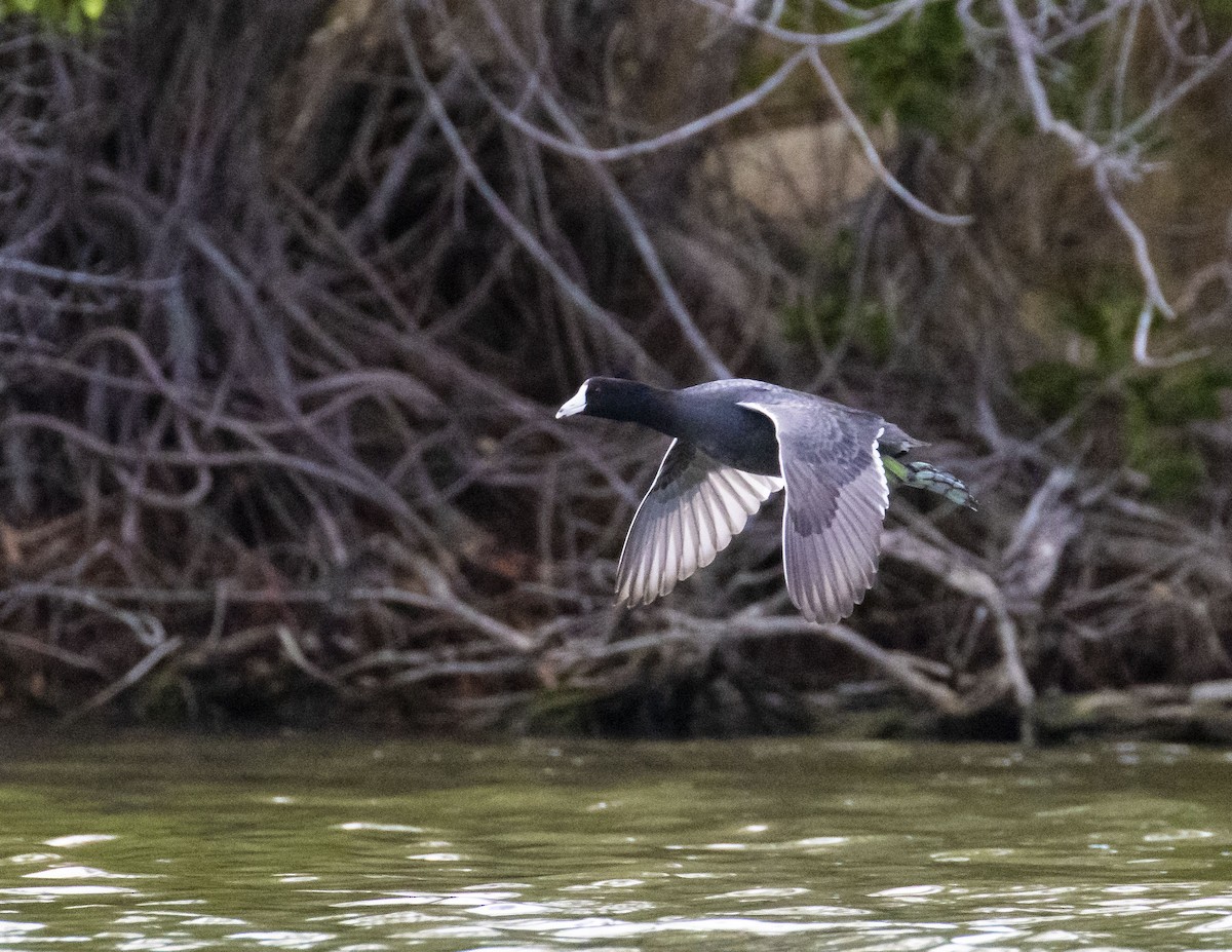 American Coot - ML207615441