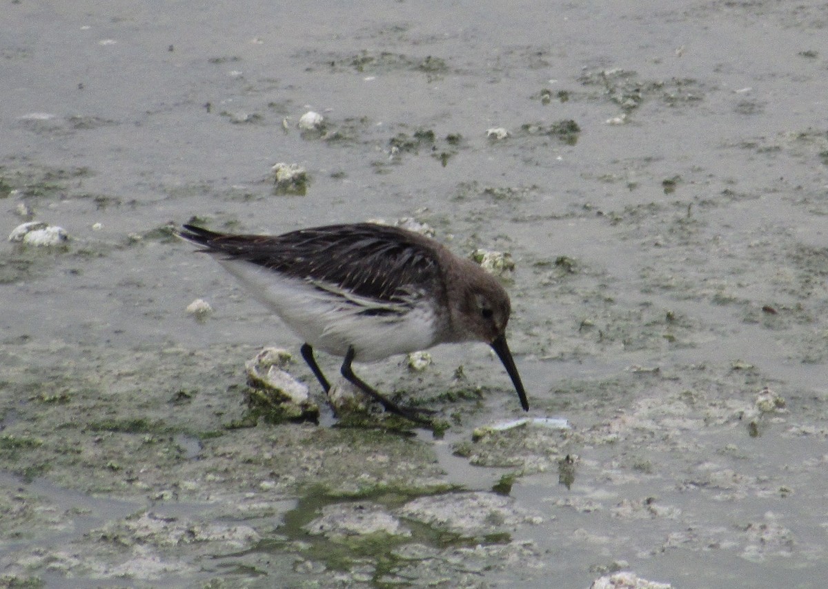 Dunlin - Curtis Dykstra