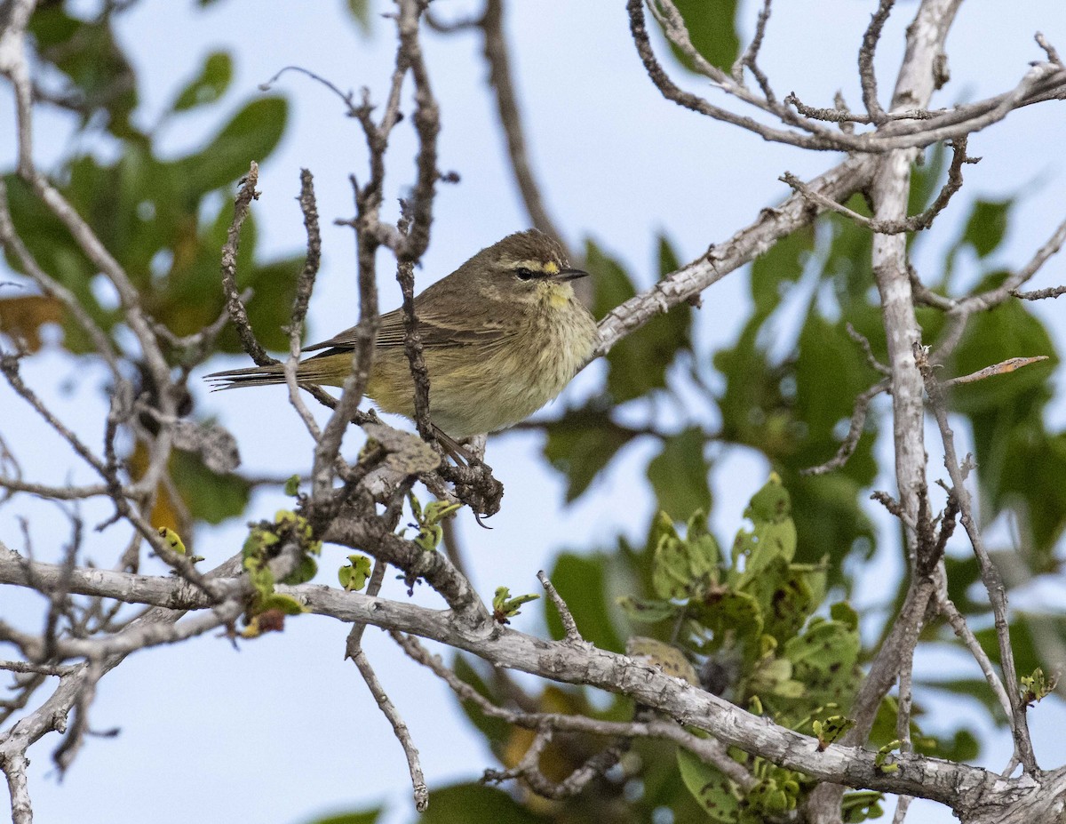 Palm Warbler - ML207615511