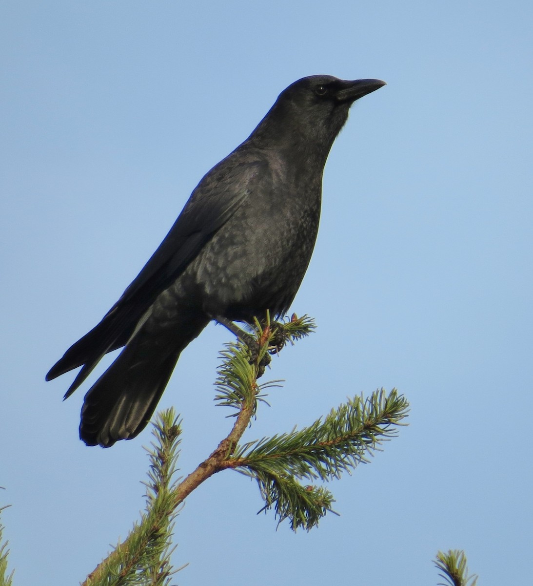 Common Raven - ML207615901