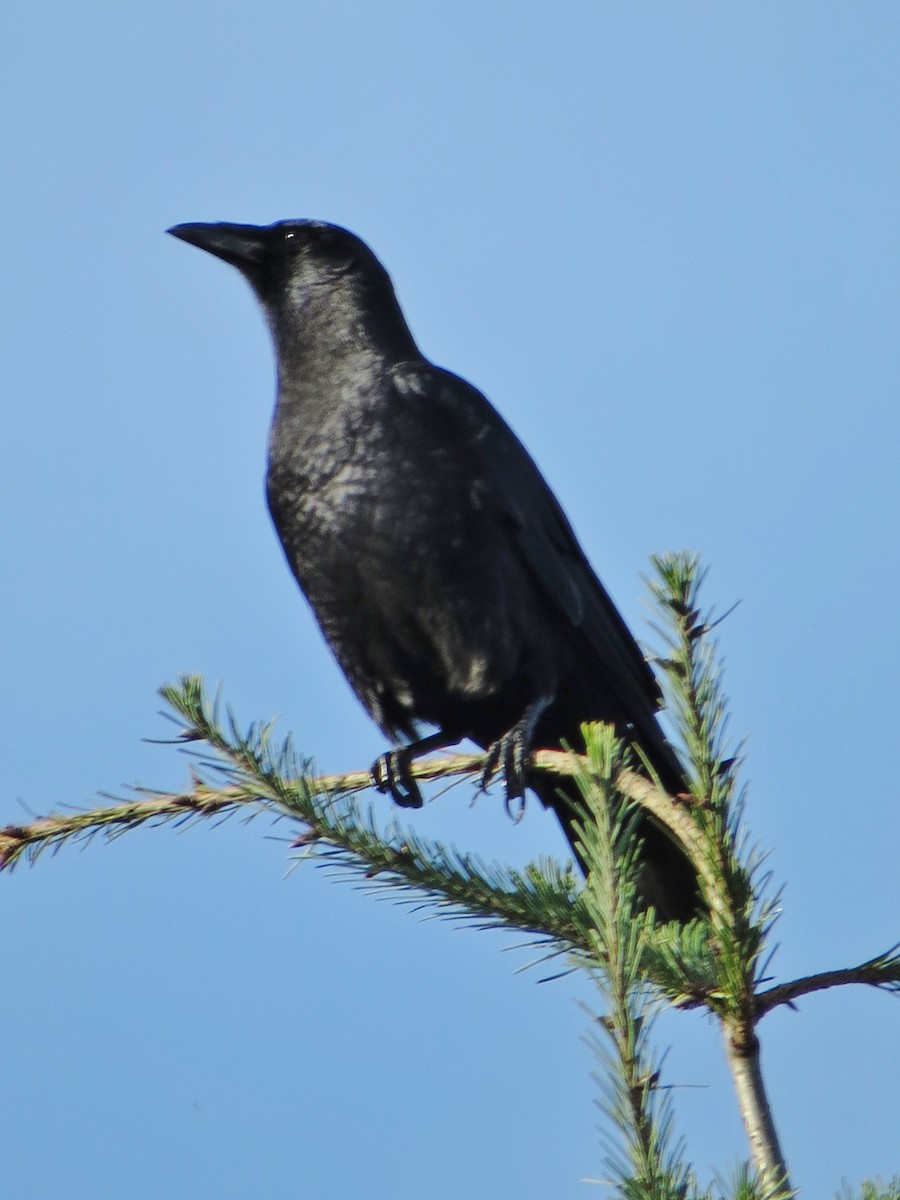 Common Raven - ML207615911