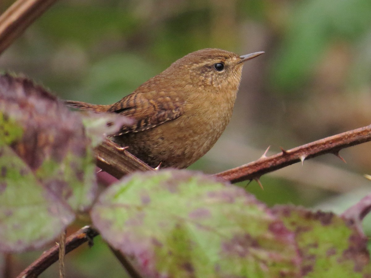 Pacific Wren - ML207616191