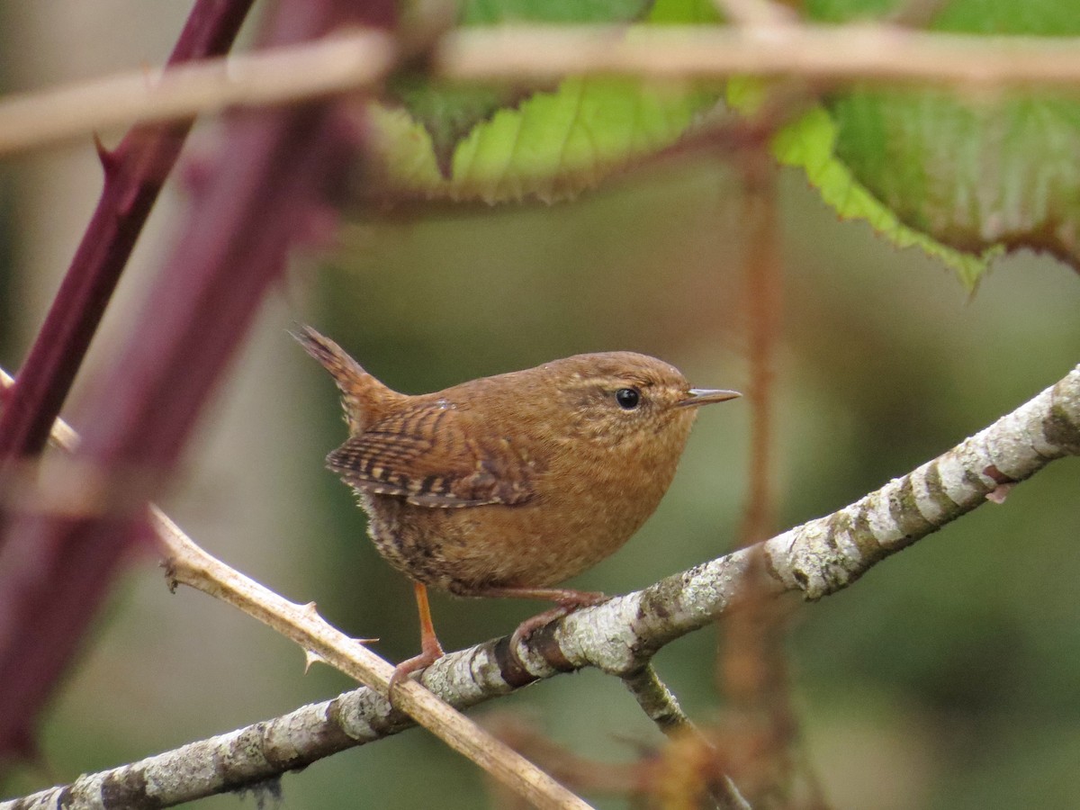 Pacific Wren - Marya Moosman