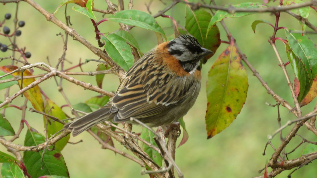 Rufous-collared Sparrow - ML207617141