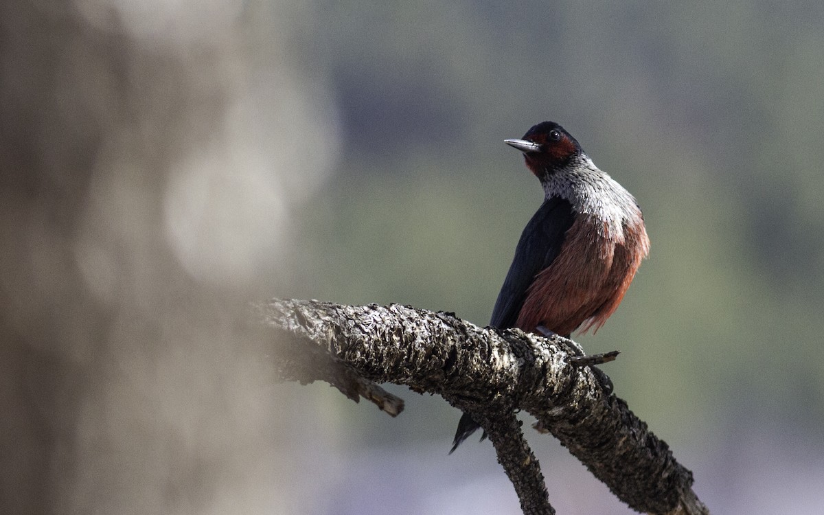 Lewis's Woodpecker - Fyn Kynd