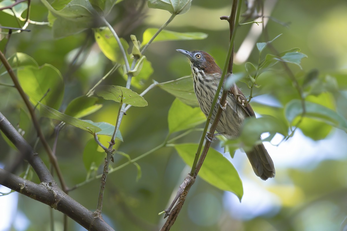 Bold-striped Tit-Babbler - Marco Valentini