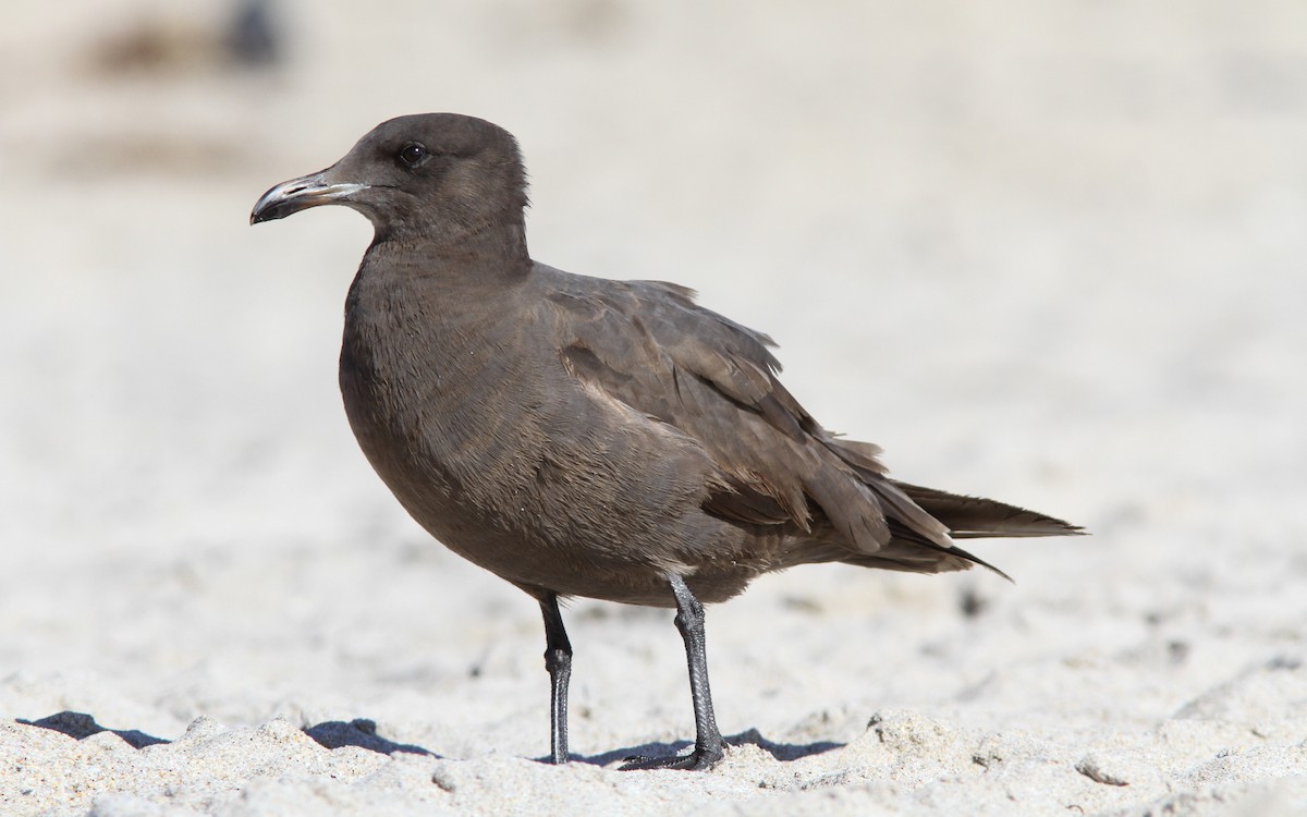 Heermann's Gull - Sean Fitzgerald