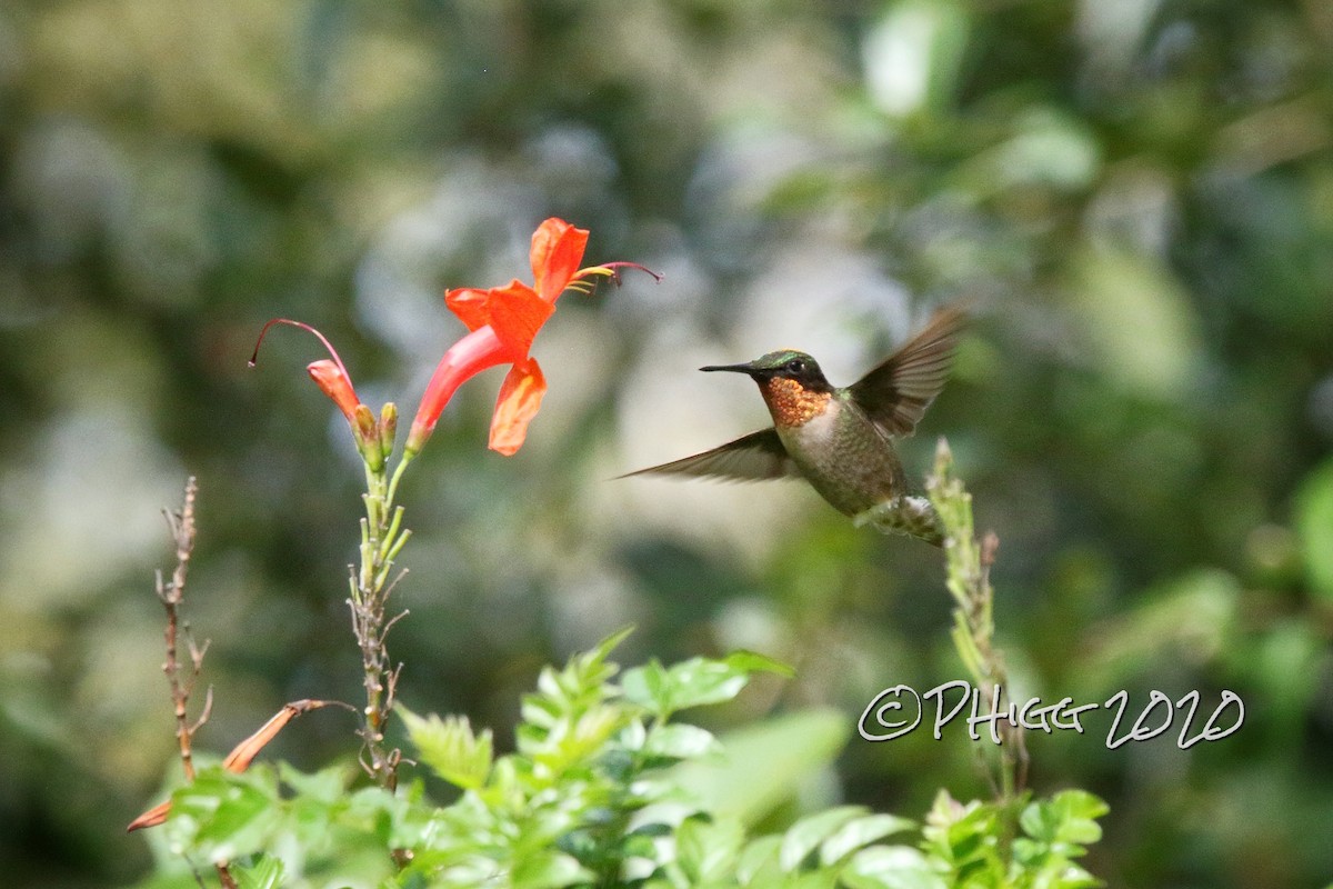 Ruby-throated Hummingbird - Pam Higginbotham