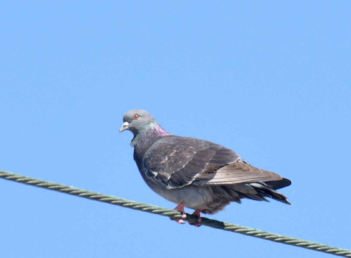 Rock Pigeon (Feral Pigeon) - Steven Mlodinow