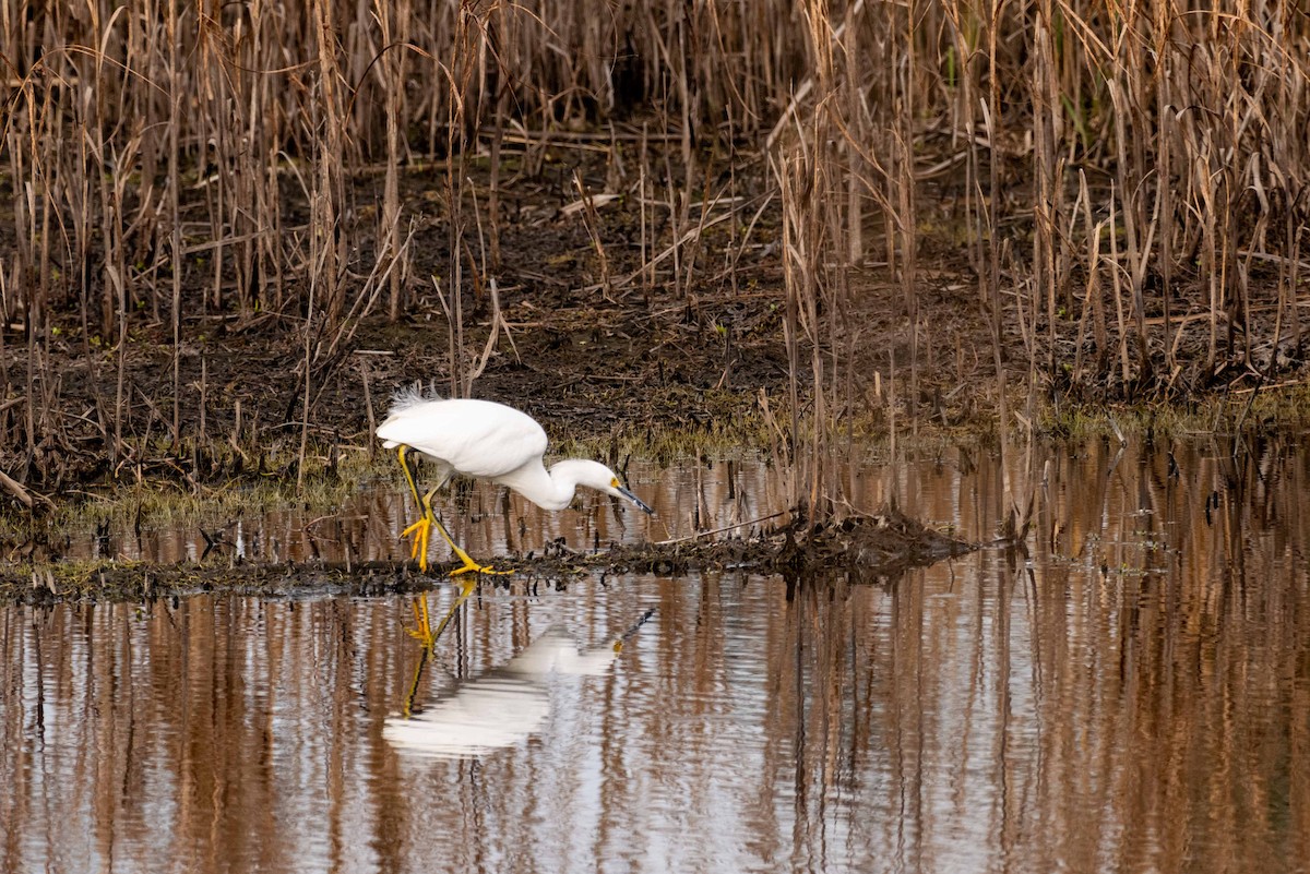 Snowy Egret - ML207623101