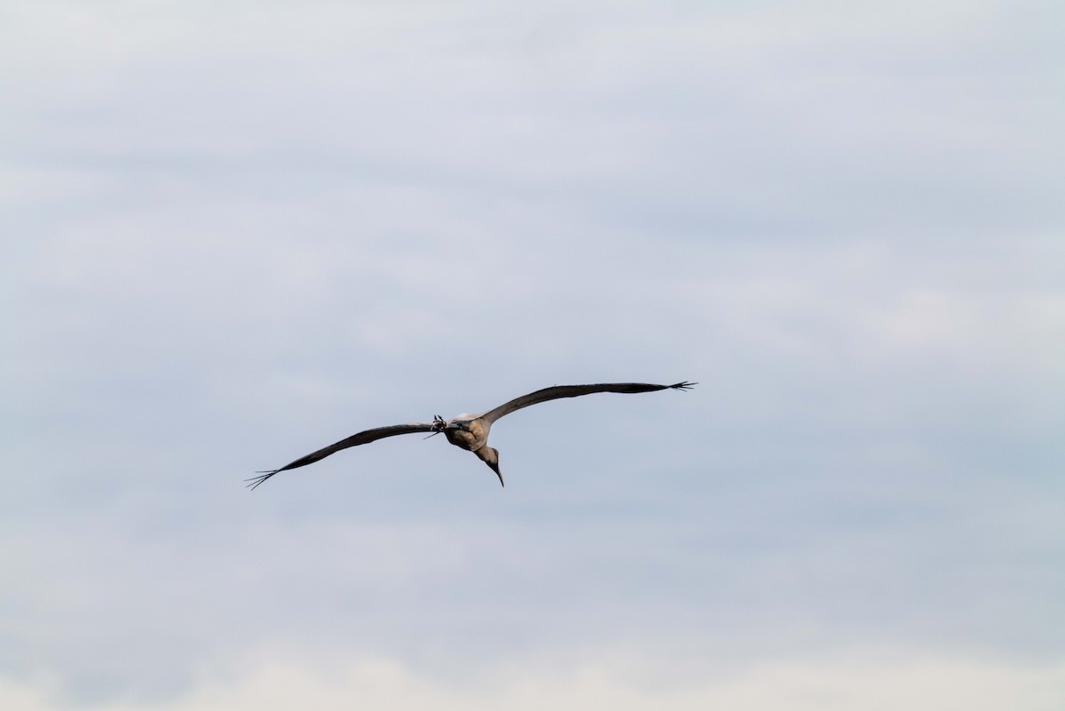 Wood Stork - Rackoff Wayne