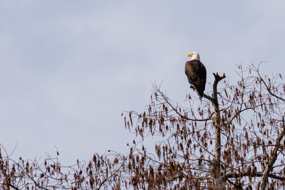 Bald Eagle - ML207623141