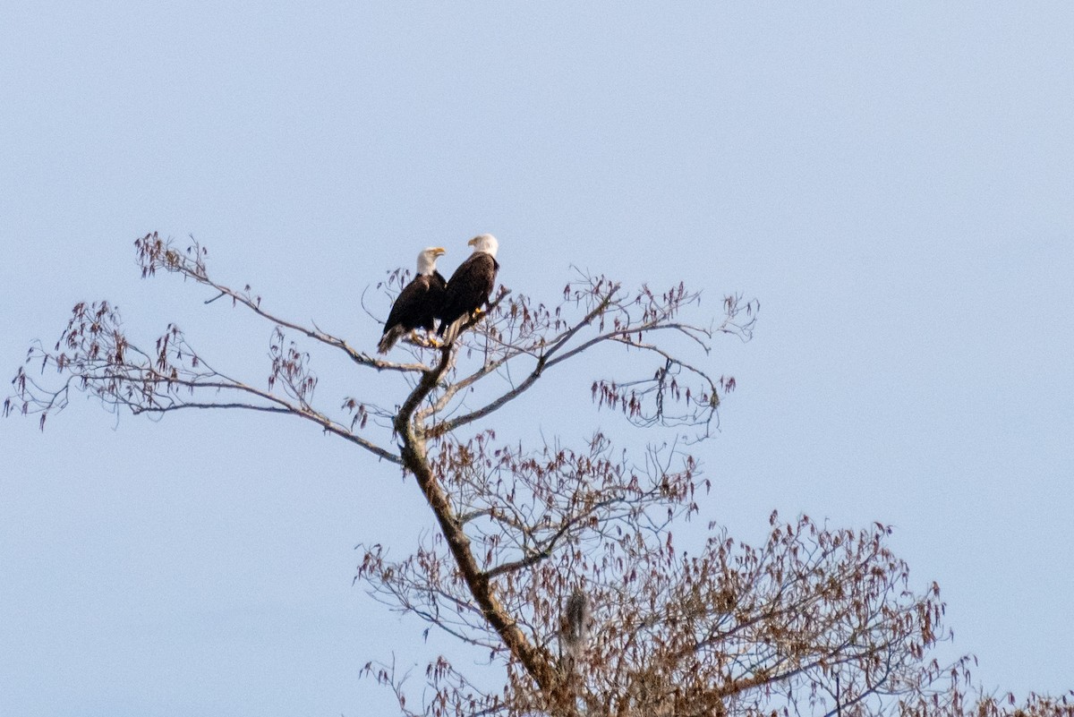 Bald Eagle - Rackoff Wayne