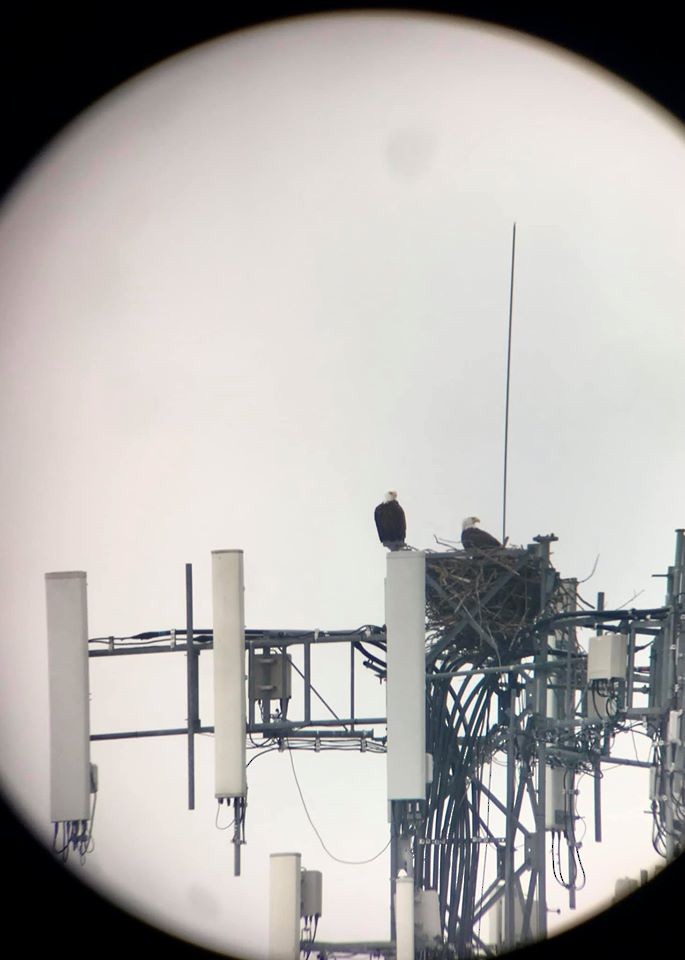 Bald Eagle - ML207623371